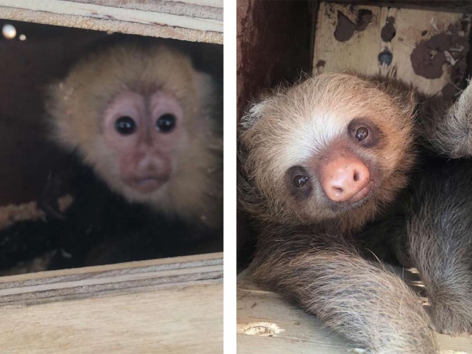 Terrible Crueldad Matan A Monos Capuchinos Bebes Y Osos Perezosos