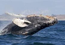 Pescador es tragado por ballena jorobada y sobrevive Pescador es tragado por ballena jorobada y sobrevive