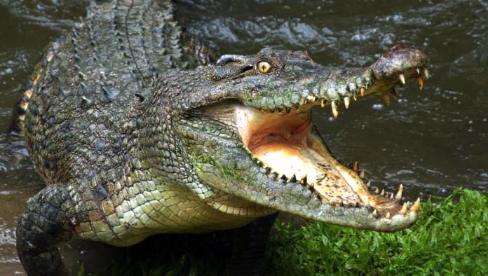 Un hombre ebrio ingresa a una zona de cocodrilos en México y los patea