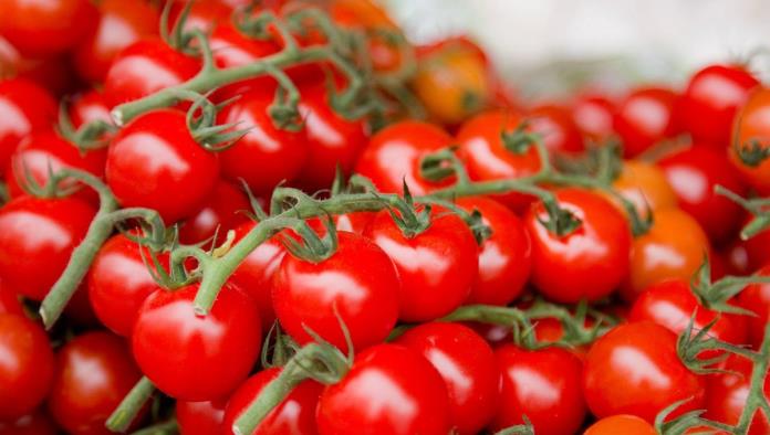 Jardinero rompe récord Guinness cosechando 1,269 tomates cherry en un tallo