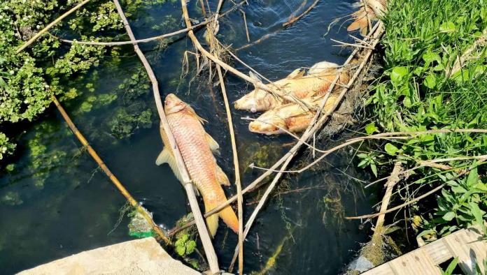 Contaminado río Escondido por desechos industriales