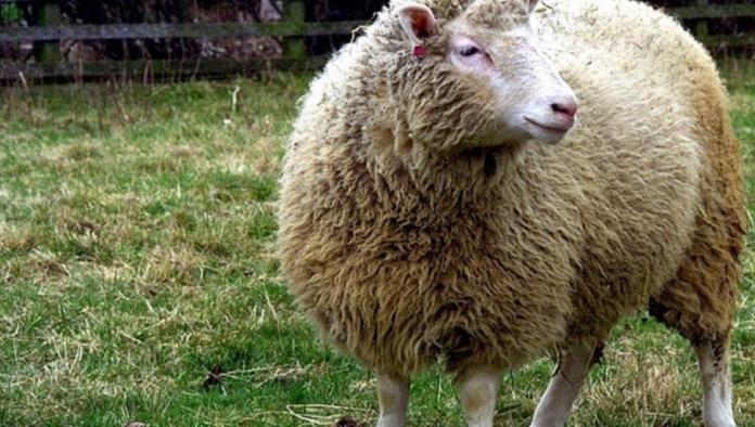 Utilizan células de oveja Dolly para rejuvenecer 30 años la piel de una mujer