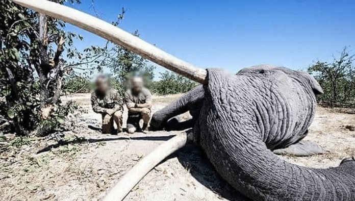 Asesinan al elefante con los cuernos mas grande de Botsuana