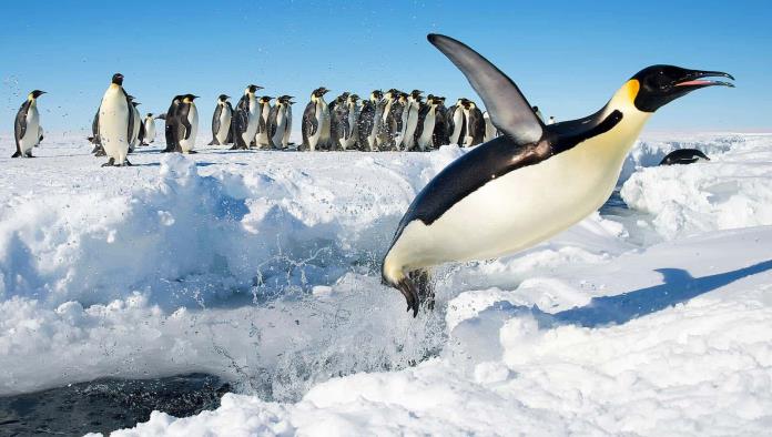 Ofrece empleo en la Antártida contando pingüinos por $2,200 al mes