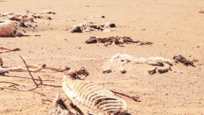 Muere ganado en ejidos por sequía