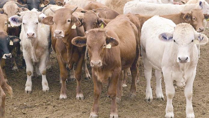 En riesgo exportación de ganado