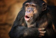 Estados Unidos reporta el primer caso de Viruela de Mono