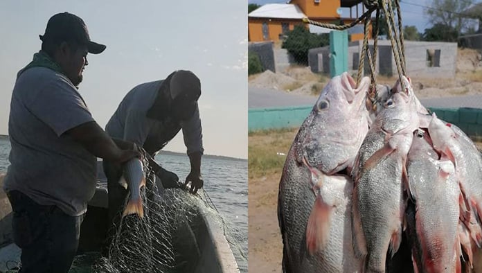 Ya no es rentable la pesca comercial