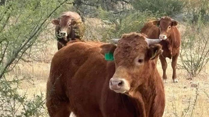 Crisis Sanitaria: Suspenden Exportaciones de Ganado Debido al Gusano Barrenador Crisis Sanitaria: Suspenden Exportaciones de Ganado Debido al Gusano Barrenador