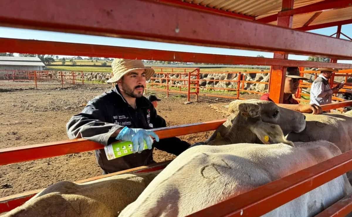 Jorge Parra Aguayo advierte sobre la plaga del gusano barrenador en Jalisco