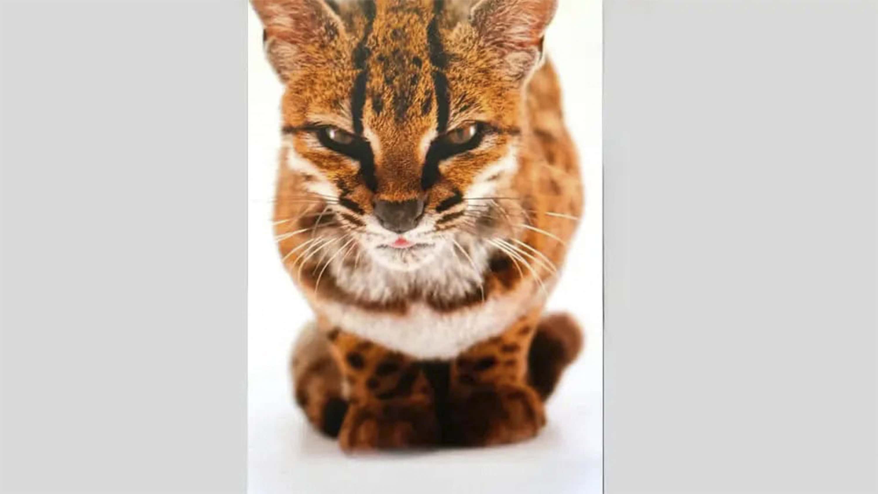 Bi&oacute;logos confirman nueva especie de felino en Bolivia