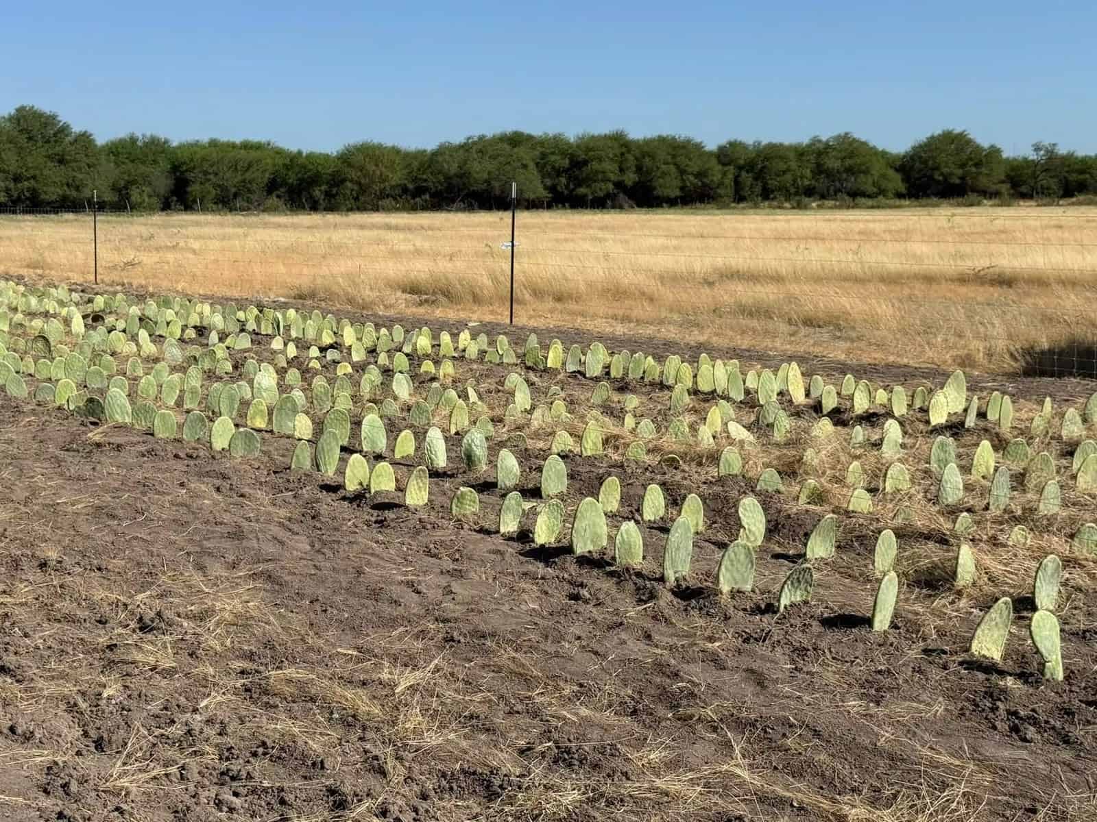 Nopal forrajero surge como alternativa ante altas temperaturas y escasas lluvias en Acu&ntilde;a