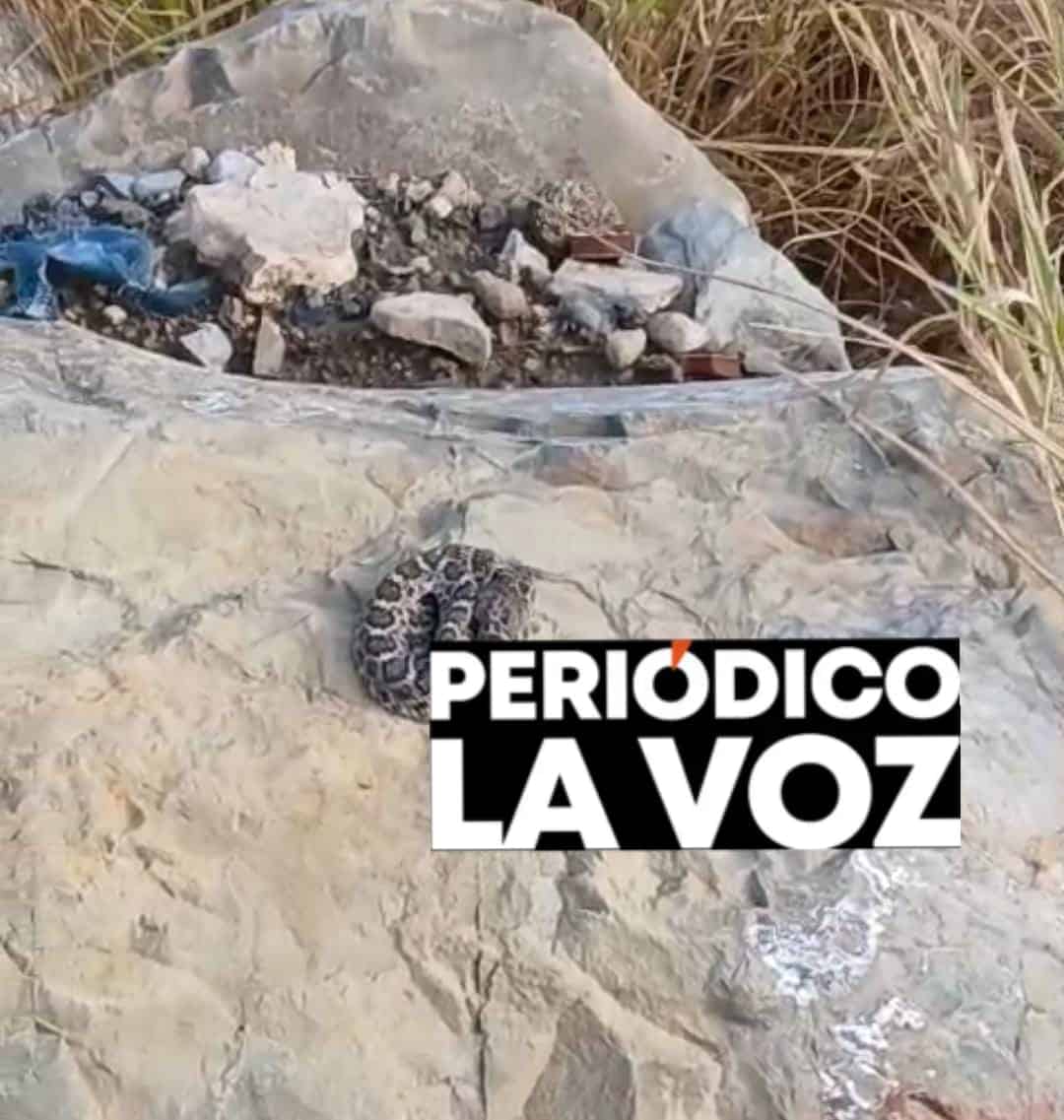 Bomberos capturan v&iacute;bora en Asturias