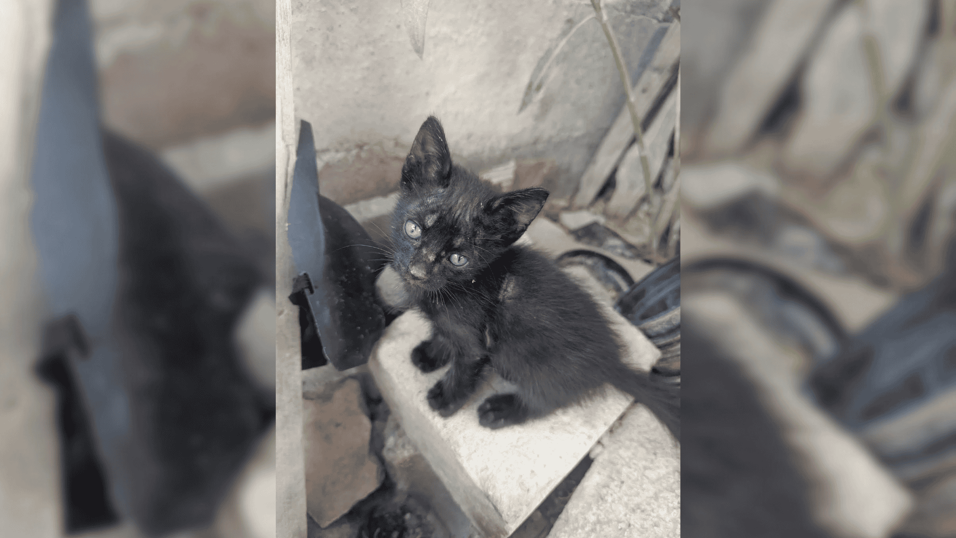 Protección Animal de Frontera emite recomendaciones ante adopción de gatos negros en Halloween