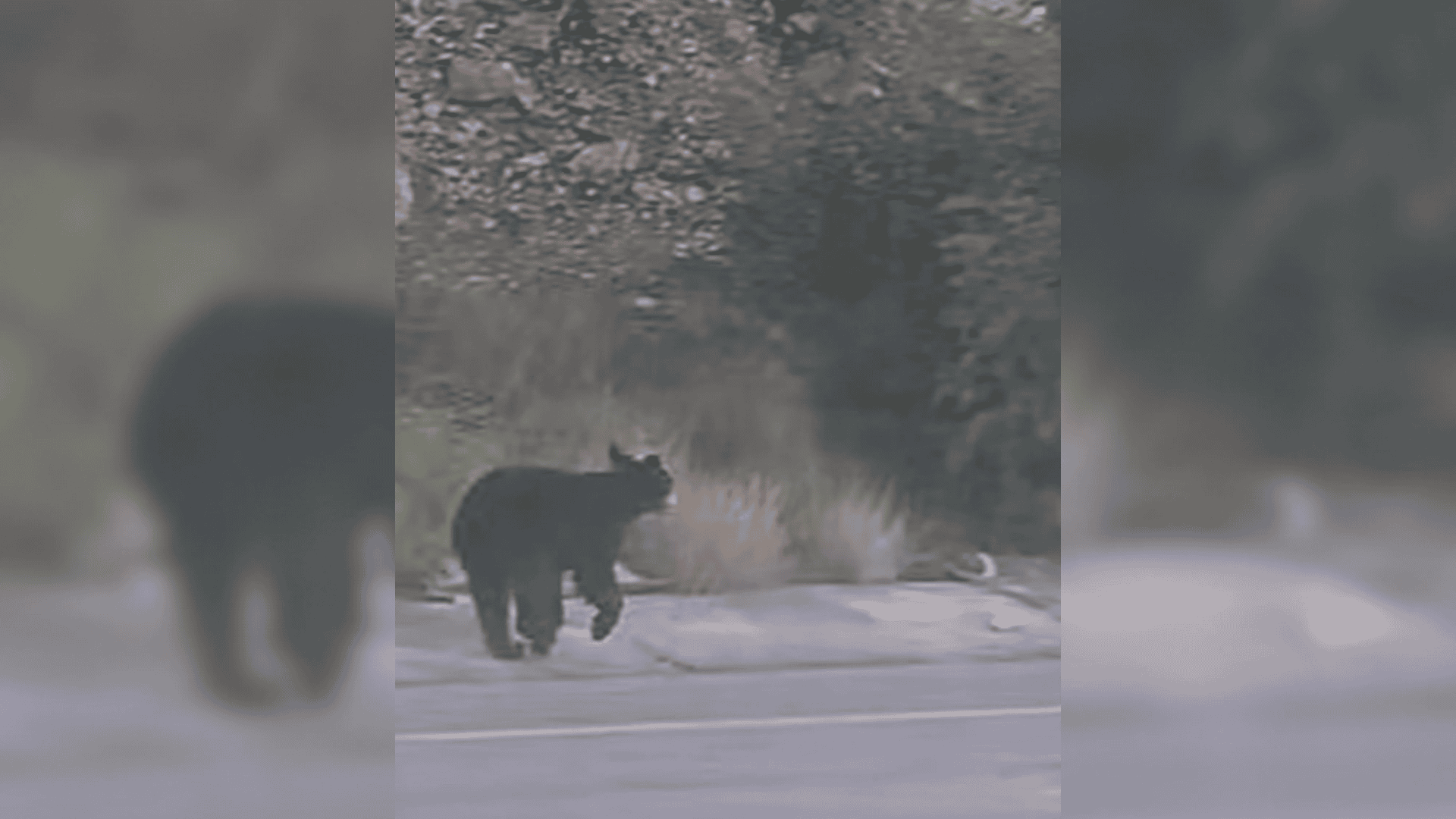 Protecci&oacute;n Civil de Nadadores en alerta por avistamiento de oso