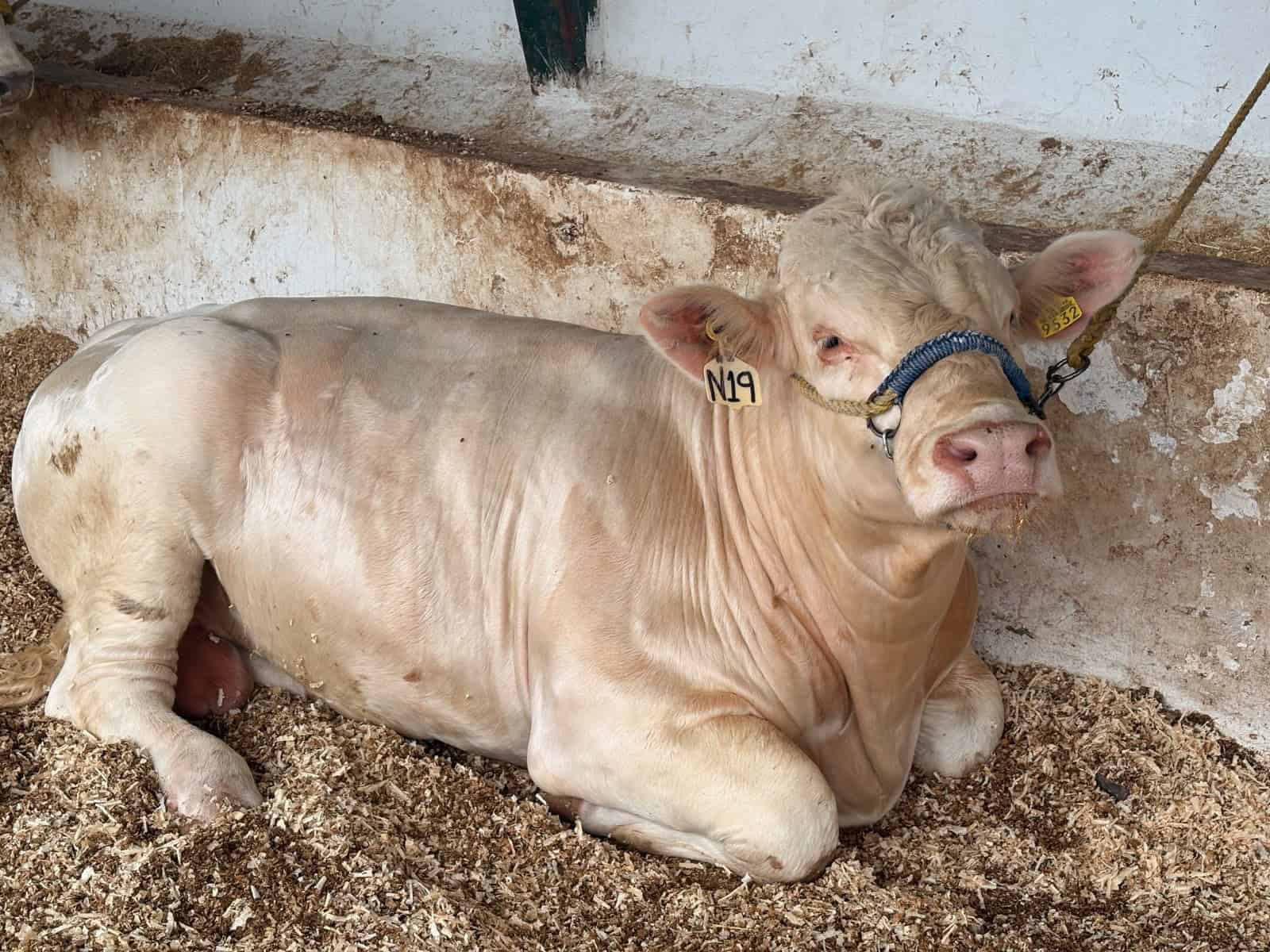 Coahuila controla brote de gusano barrenador: solo 38 casos activos