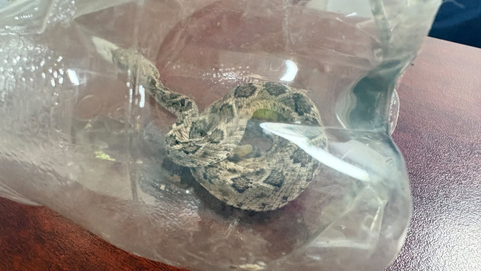 Rescatan b&uacute;ho herido y v&iacute;bora de cascabel en Frontera