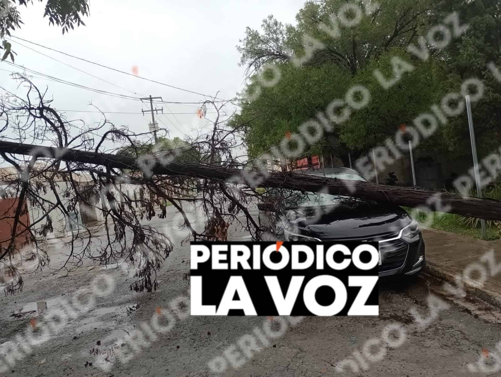 Lluvia derriba &aacute;rboles y causa da&ntilde;os