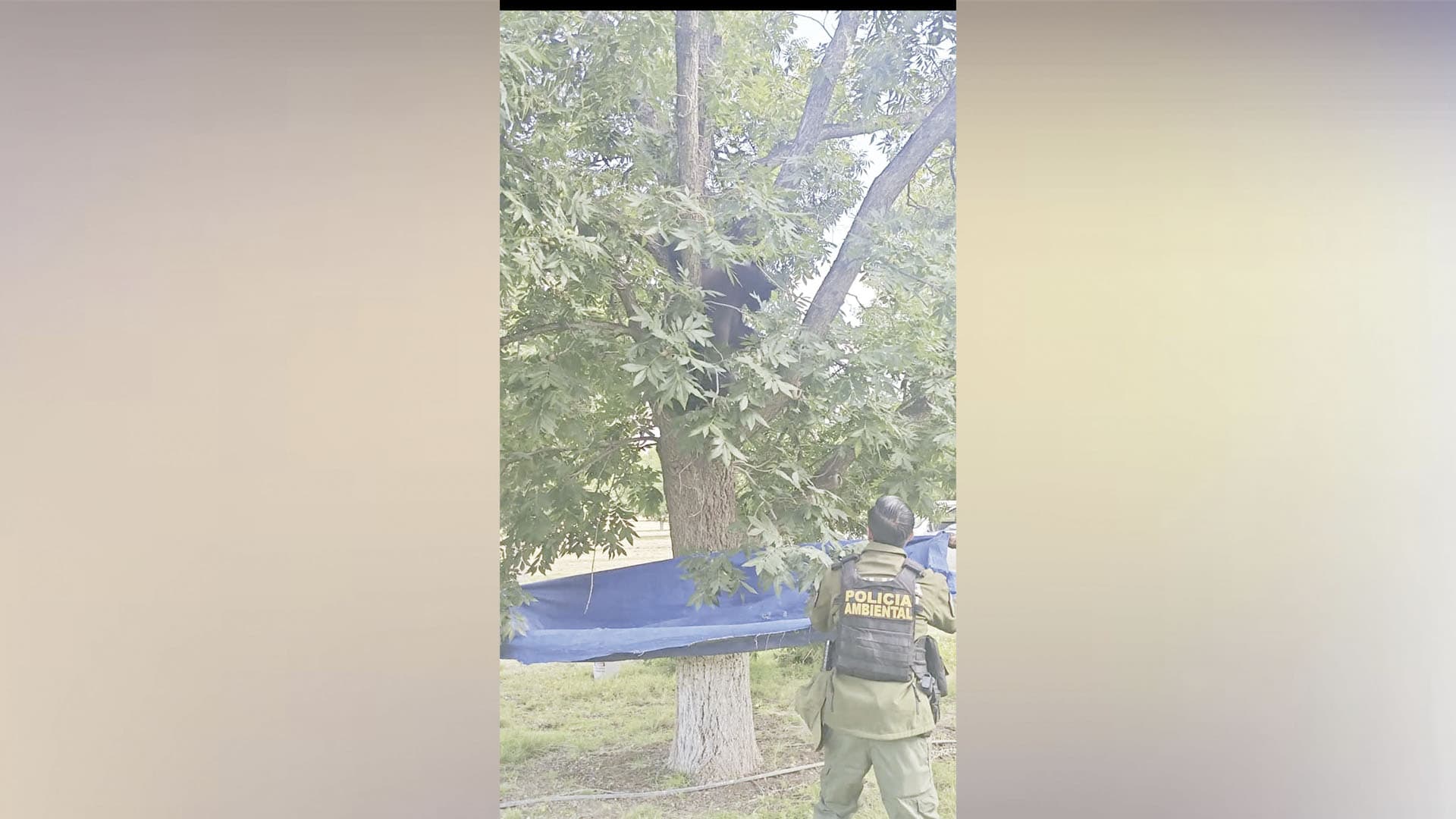 Polic&iacute;a Ambiental de Coahuila advierte sobre osos en Derramadero y su seguridad