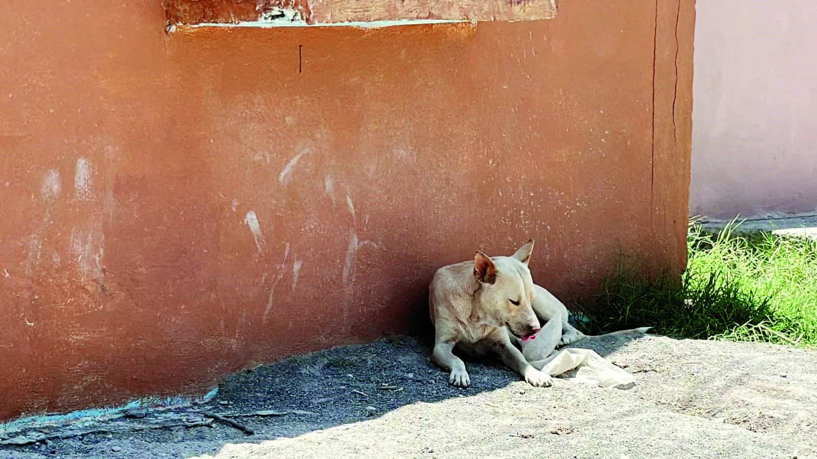 Bienestar Animal recibe reportes de infestaci&oacute;n en Coahuila