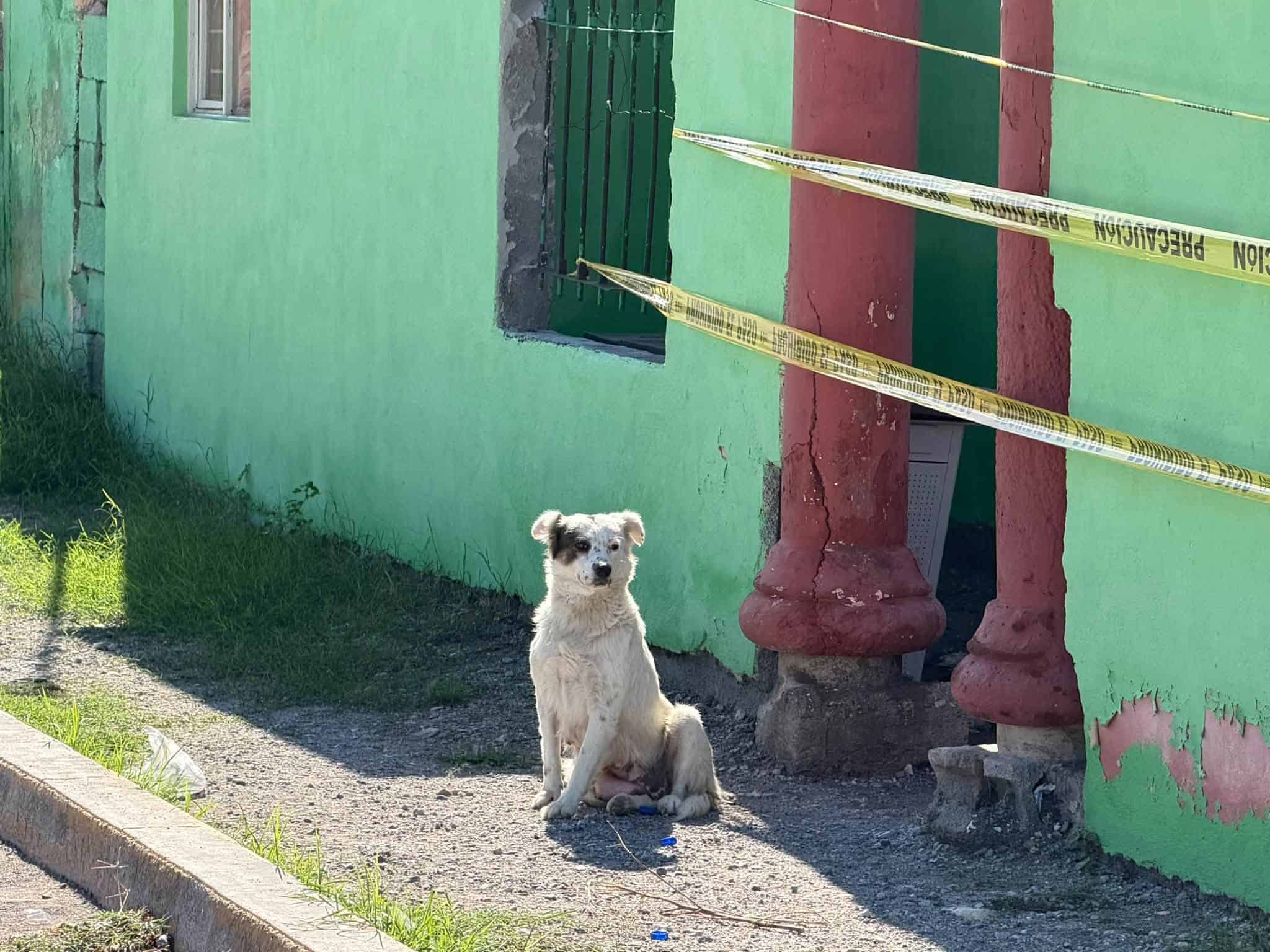 Espera el regreso de sus due&ntilde;os