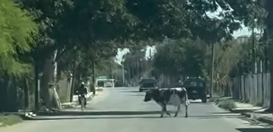 Alertan por vaca suelta en calle rumbo a la colonia Santoyo