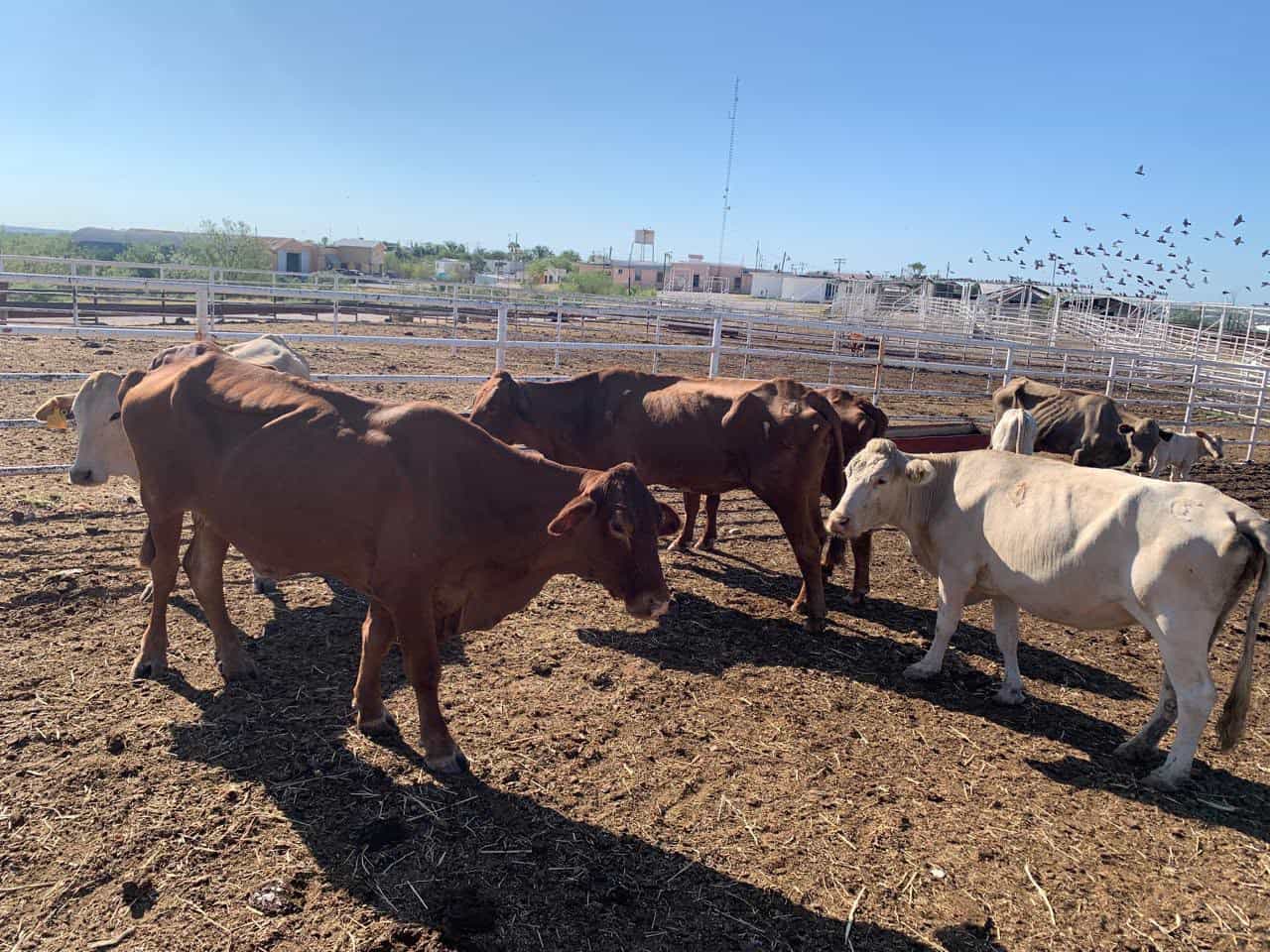 Alargan exportaci&oacute;n de ganado por Acu&ntilde;a