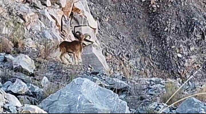 Aparece chivo berberisco en Monclova: un avistamiento inusual Aparece chivo berberisco en Monclova: un avistamiento inusual