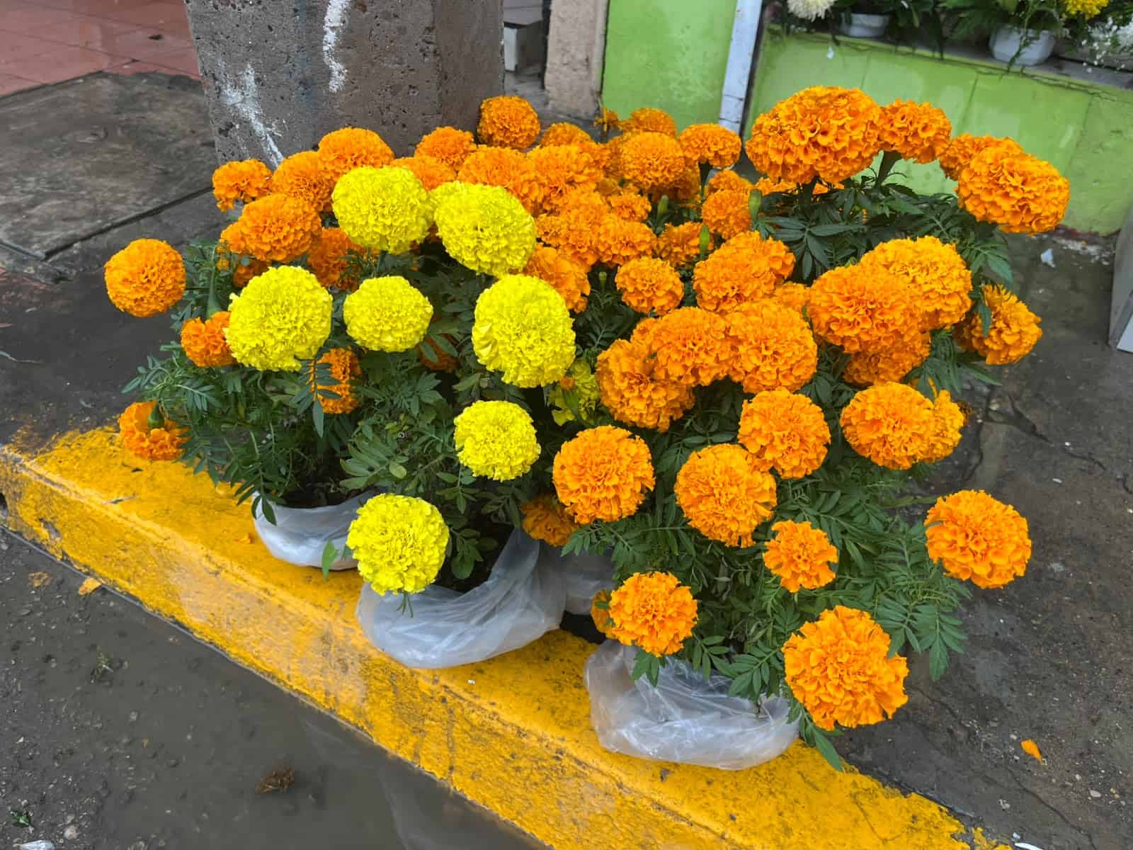 ¡El cempasúchil ya llegó a Ciudad Acuña! Florerías se preparan para el Día de Muertos ¡El cempasúchil ya llegó a Ciudad Acuña! Florerías se preparan para el Día de Muertos