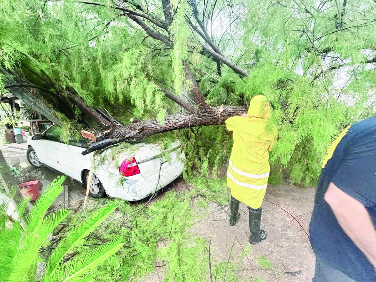 Ca&iacute;da de &aacute;rboles causa da&ntilde;os en M&uacute;zquiz: Bomberos advierten